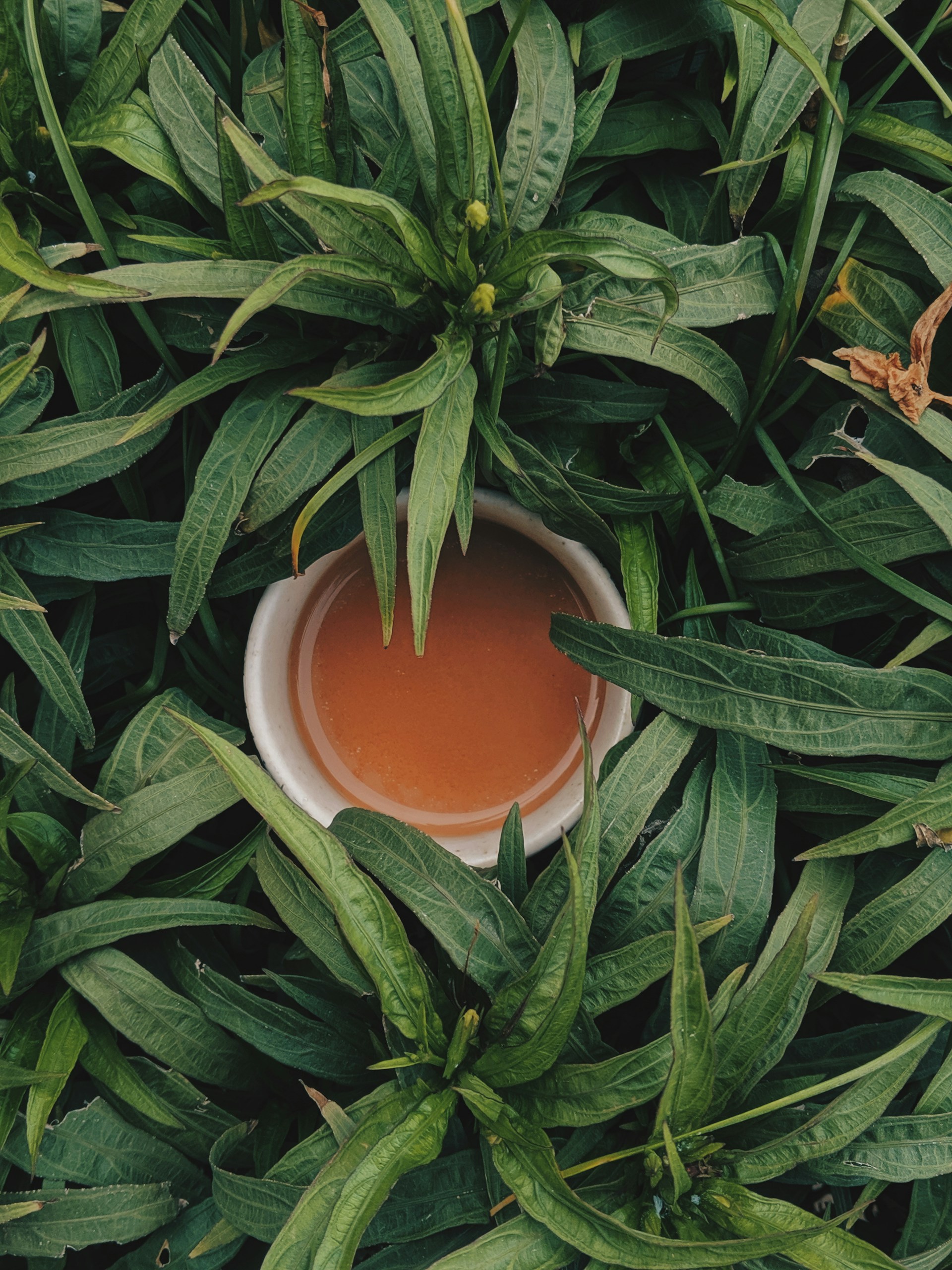 Founder selecting herbs and spices by hand